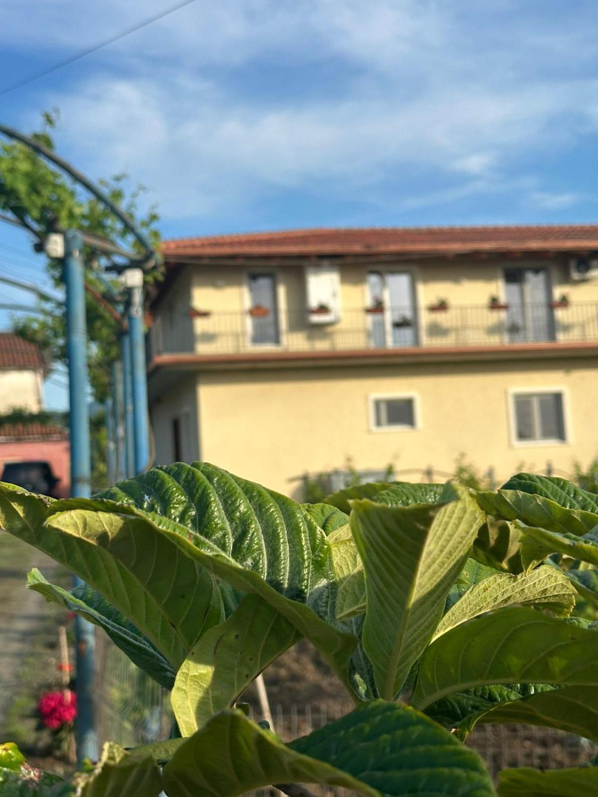 Guesthouse Marku - Mrizi I Zanave Fishte エクステリア 写真
